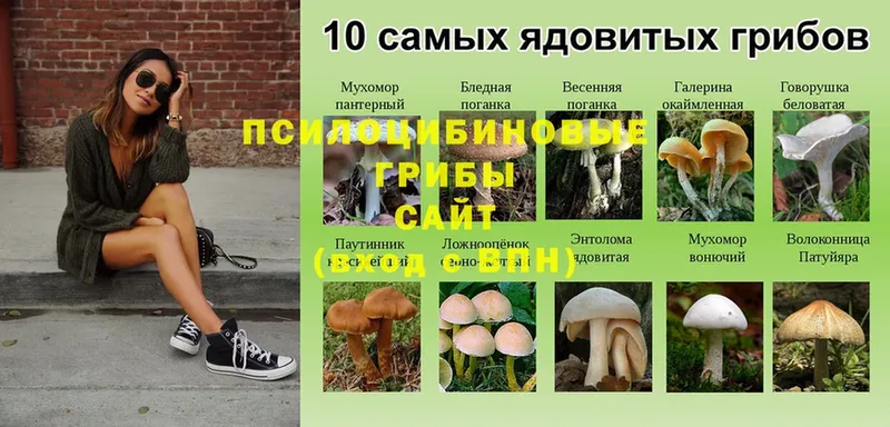 Псилоцибиновые грибы прущие грибы  где можно купить   Белозерск 